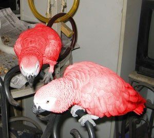 Red Factor African Grey Baby Parrots