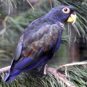 Bronze-winged Parrots