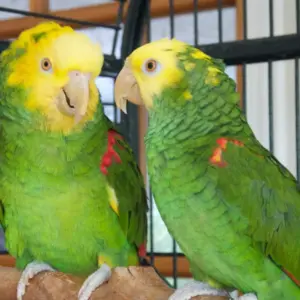 Double Yellow Head Amazon Parrots