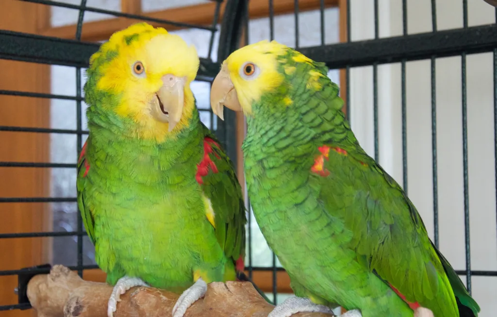 Double Yellow Head Amazon Parrots