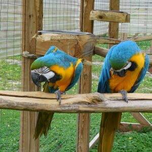 Blue & Gold Macaw Parrots