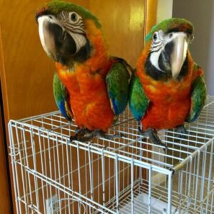 Catalina Macaw Parrots