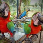 Harlequin Macaw Parrots