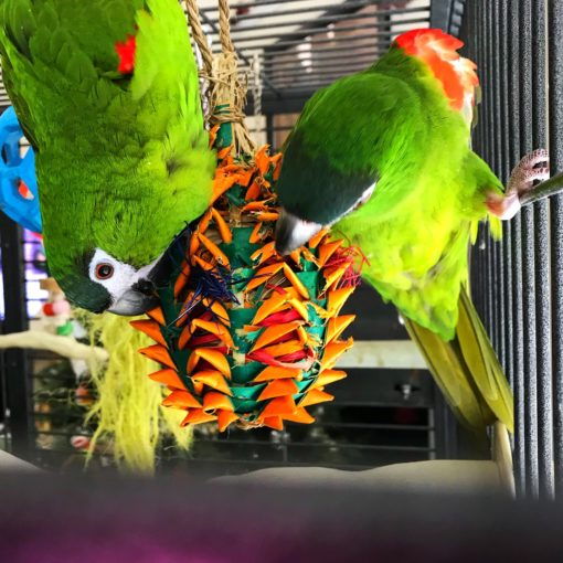 Hahns Macaw Parrots