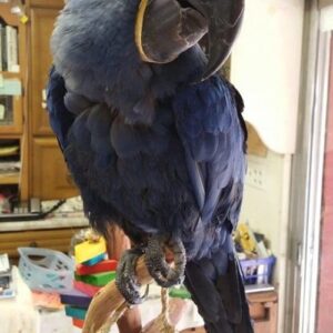 Hyacinth Macaw Parrots