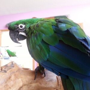 Mutation Buffon Macaw Parrots