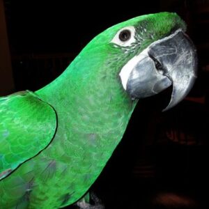 Mutation Buffon Macaw Parrot