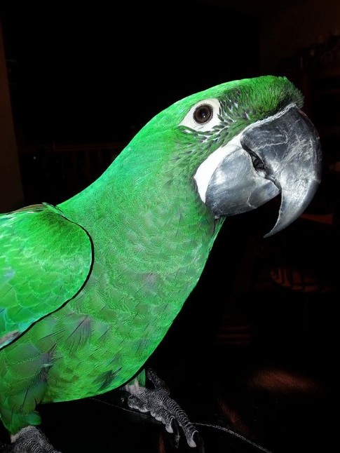 Mutation Buffon Macaw Parrot