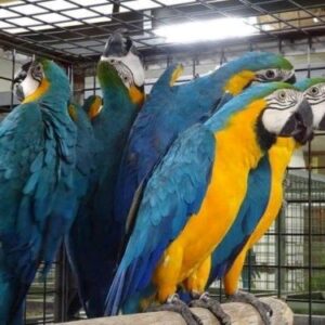 Blue & Gold Macaw Parrots