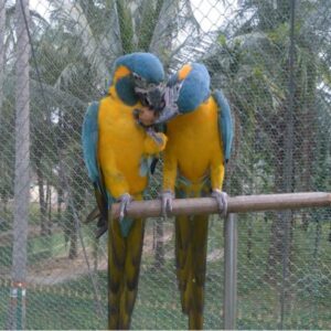 Blue-throated Macaw Parrots