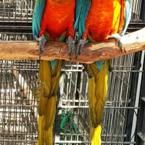 Harlequin Macaw Parrots