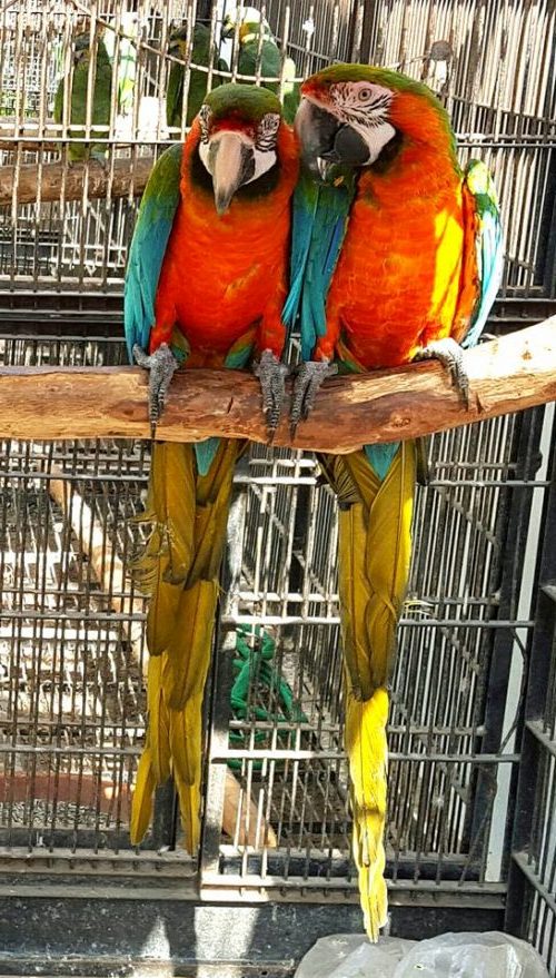 Harlequin Macaw Parrots