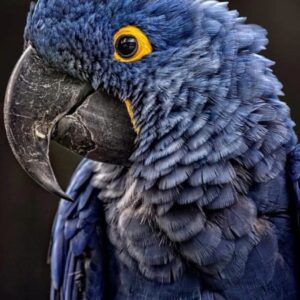 Hyacinth Macaw Parrots