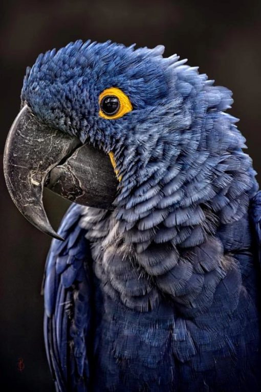 Hyacinth Macaw Parrots