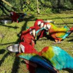 Calico Macaw Parrots