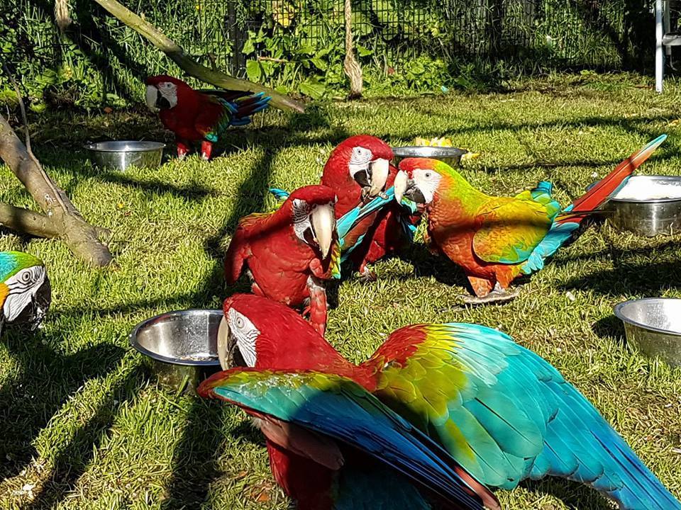 Calico Macaw Parrots