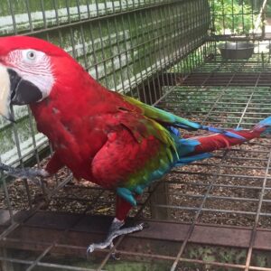 Green Wings Macaw Parrots