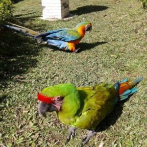 Buffon Macaw Parrot