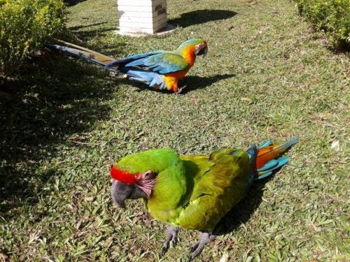 Buffon Macaw Parrot