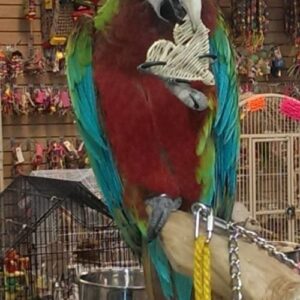 Calico Macaw Parrots