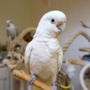 Cockatoo Parrots