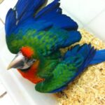 Harlequin Macaw Baby Parrots