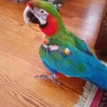 Harlequin Macaw Baby Parrots