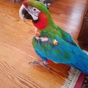 Harlequin Macaw Baby Care