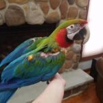 Harlequin Macaw Baby Parrots