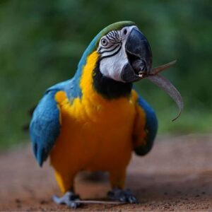 Medina-Blue & Gold Macaw Parrot