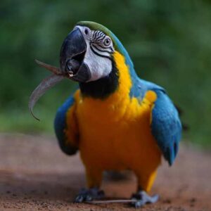 Medina-Blue & Gold Macaw Parrot