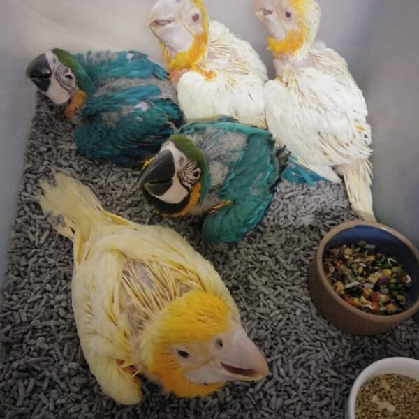 Mutation Buffon Macaw Baby Parrots