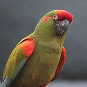 Red Bellied Macaw Parrots