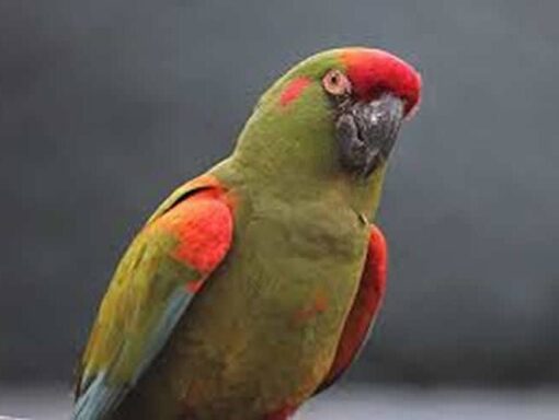 Red Bellied Macaw Baby Parrot