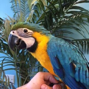 Blue & Gold Macaw Parrots