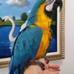 Blue & Gold Macaw Parrots