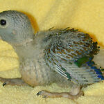 African Grey Baby Parrots