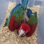 Baby scarlet macaw parrots