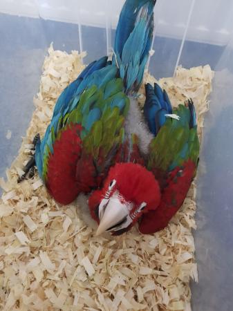 Baby Scarlet Macaw Parrot