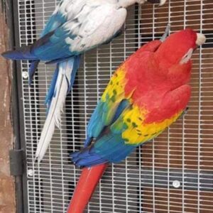 White Scarlet Macaw Parrots