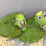 Double Yellow-Head Amazon Parrots