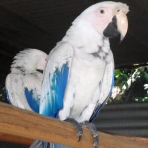 White Scarlet Macaw Parrots