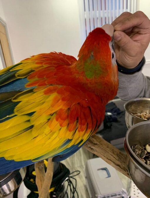 Scarlet Macaw Parrots