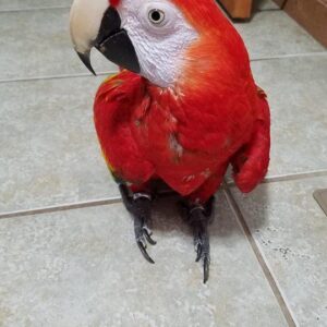 Scarlet Macaw Parrots